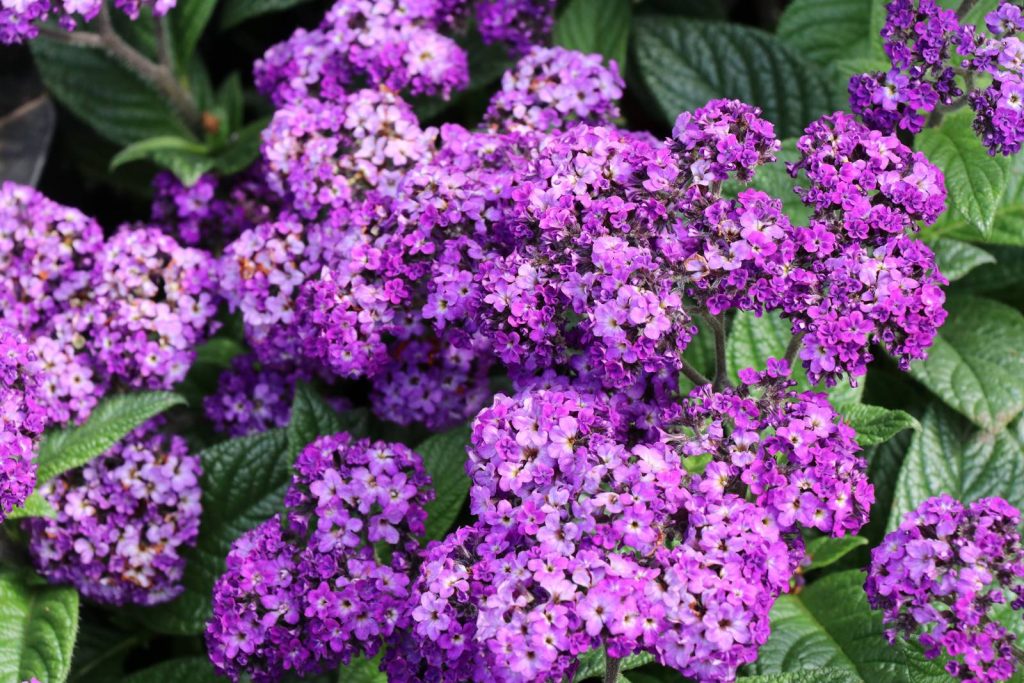 Heliotrophe