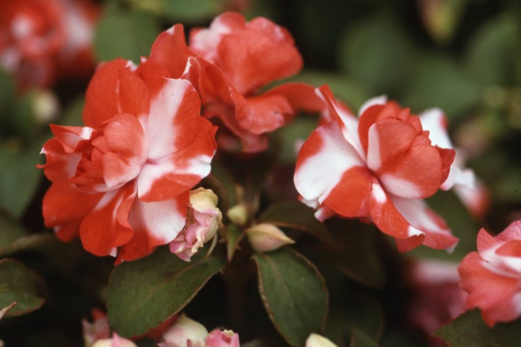 Impatiens