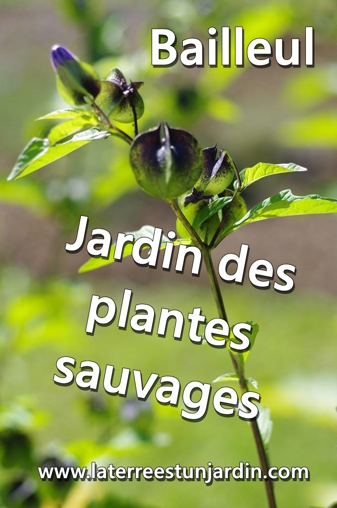 Jardin des plantes sauvages de Bailleul