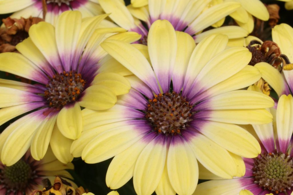 Osteospermum