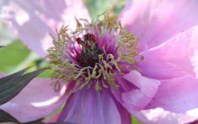 Pivoine arbustive, en robe de soie