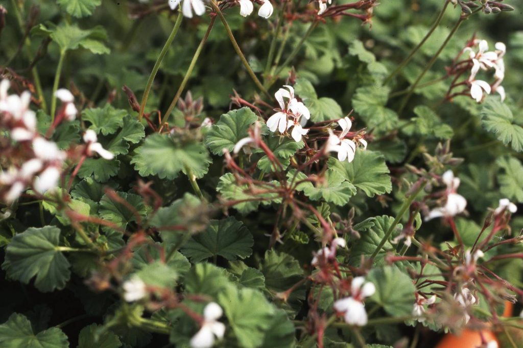 Pelargonium fragrans