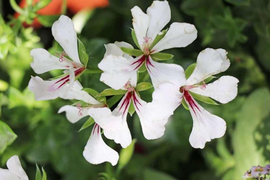 Pelargonium peltatum