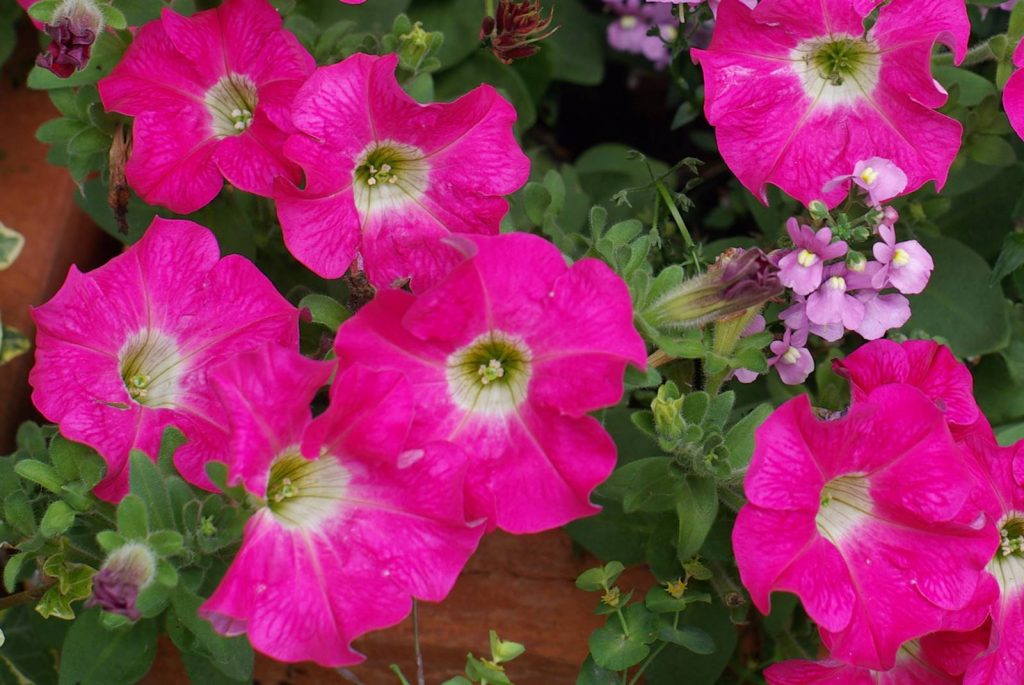 Pétunia