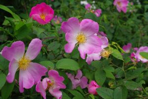 René Henoumont roses