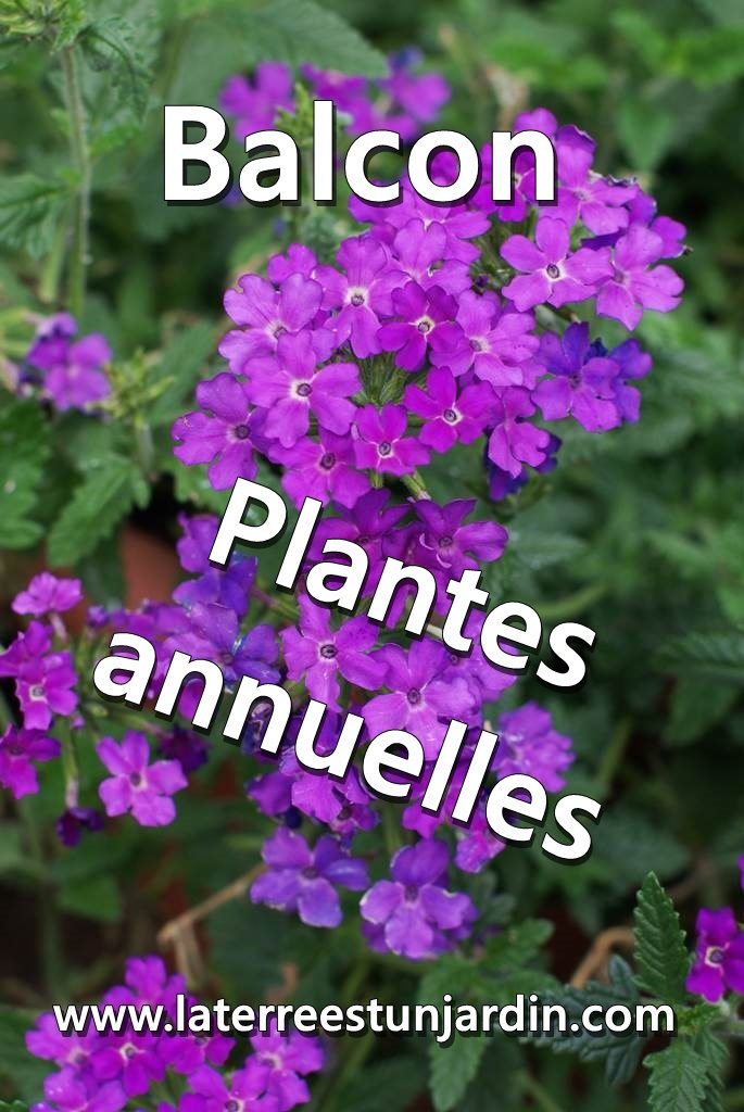 Plantes annuelles balcon
