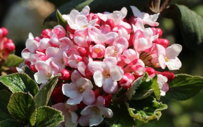 Viornes d&rsquo;hiver, fleurs de porcelaine