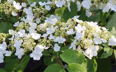 Viornes, des fleurs pour le printemps