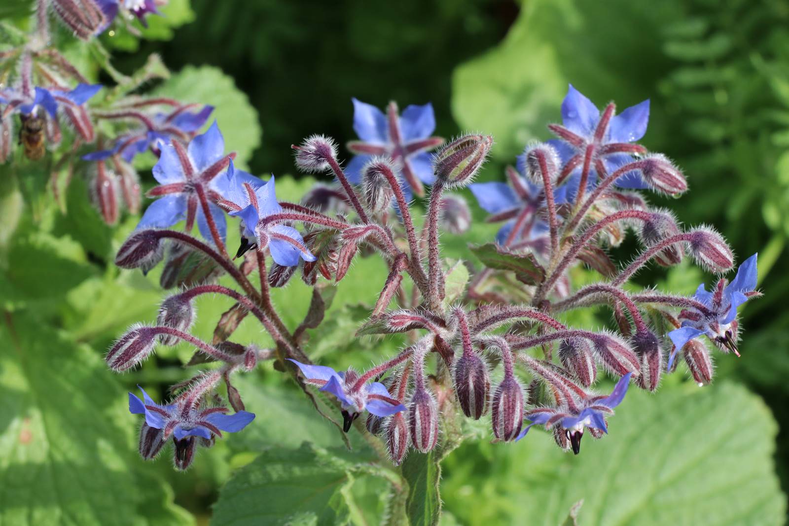 Bourrache Borago officinalis (1)