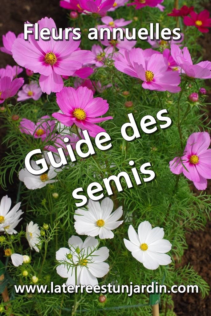 Semis de fleurs annuelles