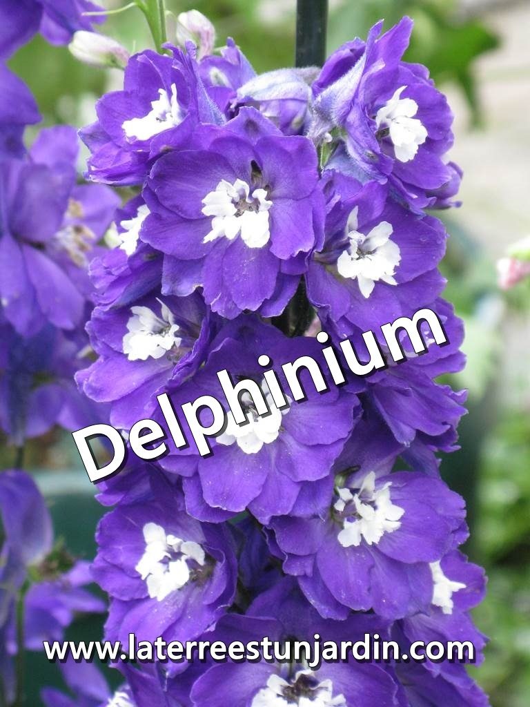 Delphinium