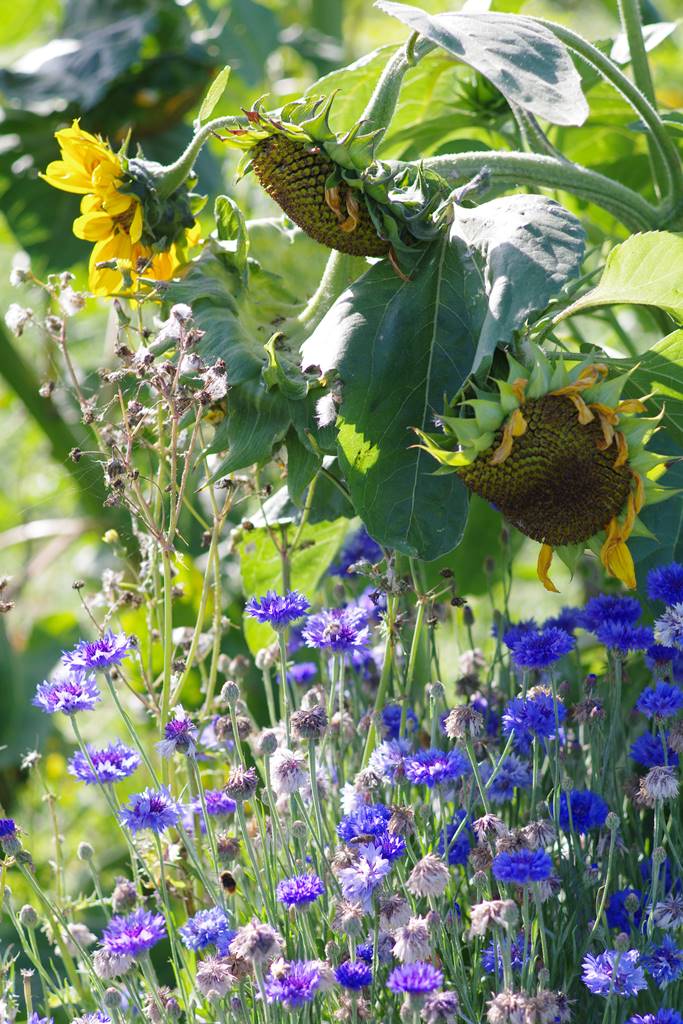 Graines Fleurs Sauvages Annuelles - Mélange 2 Grammes (bleuet, Coquelicot...), Attire Abeilles Et Papillons