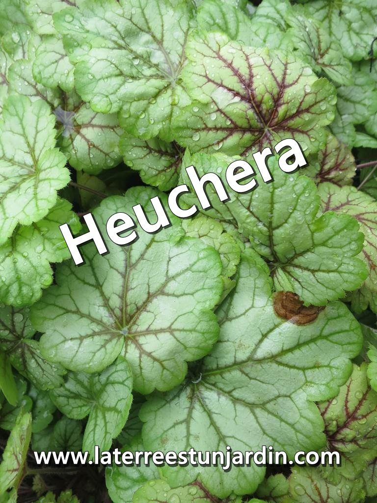 Heuchera