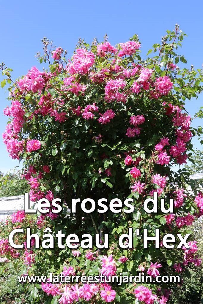 Les roses du Château d'hex