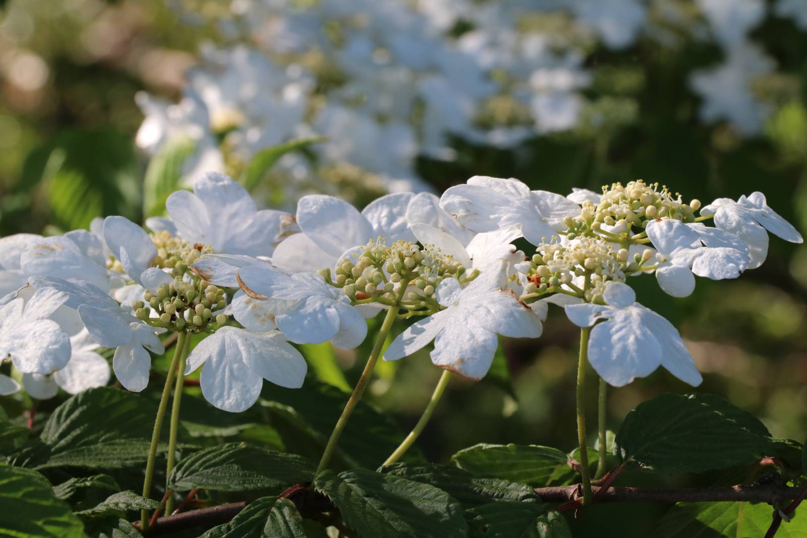 Vieux Manant jardin printemps