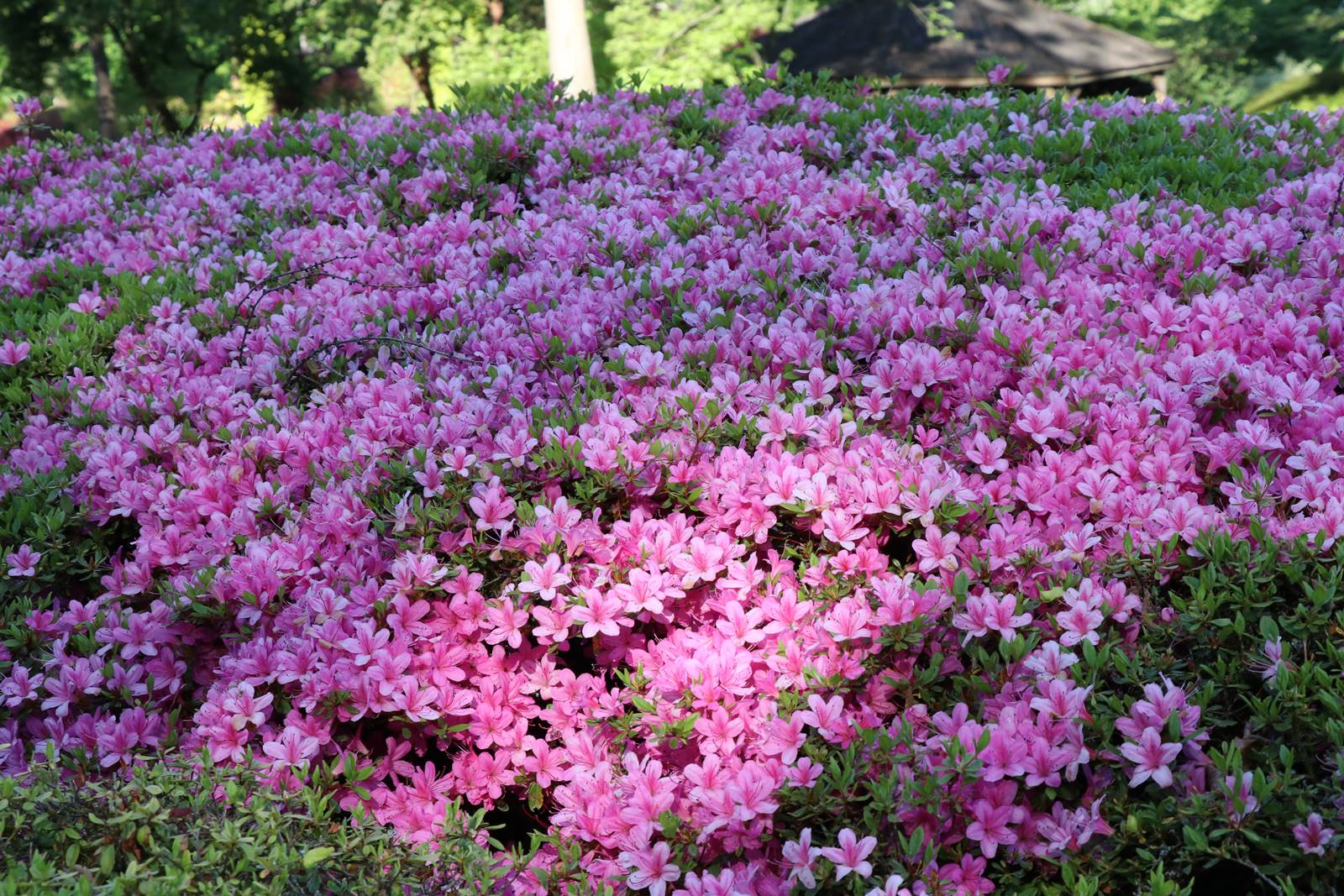 Vieux Manant Jardin printemps