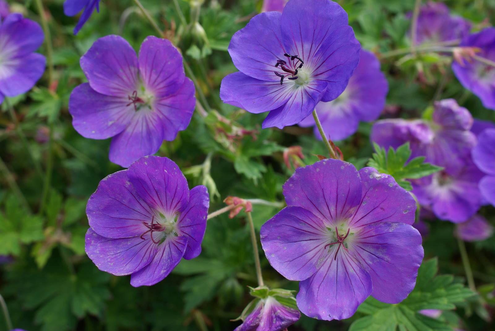 Geranium Rozanne Jardin studio de Luc Noël