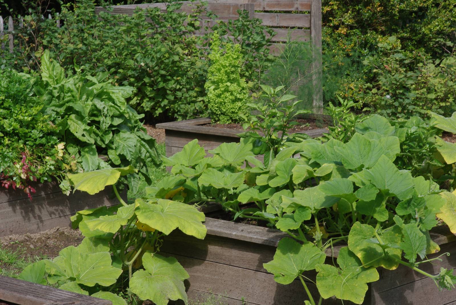 Potager en carré Jardin studio de Luc Noël