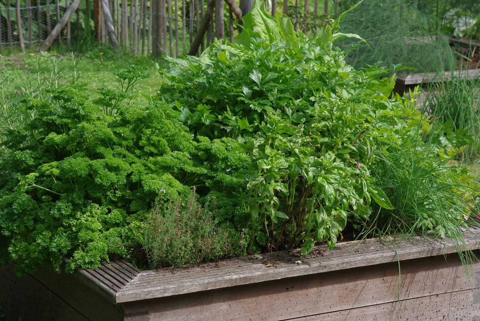 Carré de fines herbes Jardin studio de Luc Noël