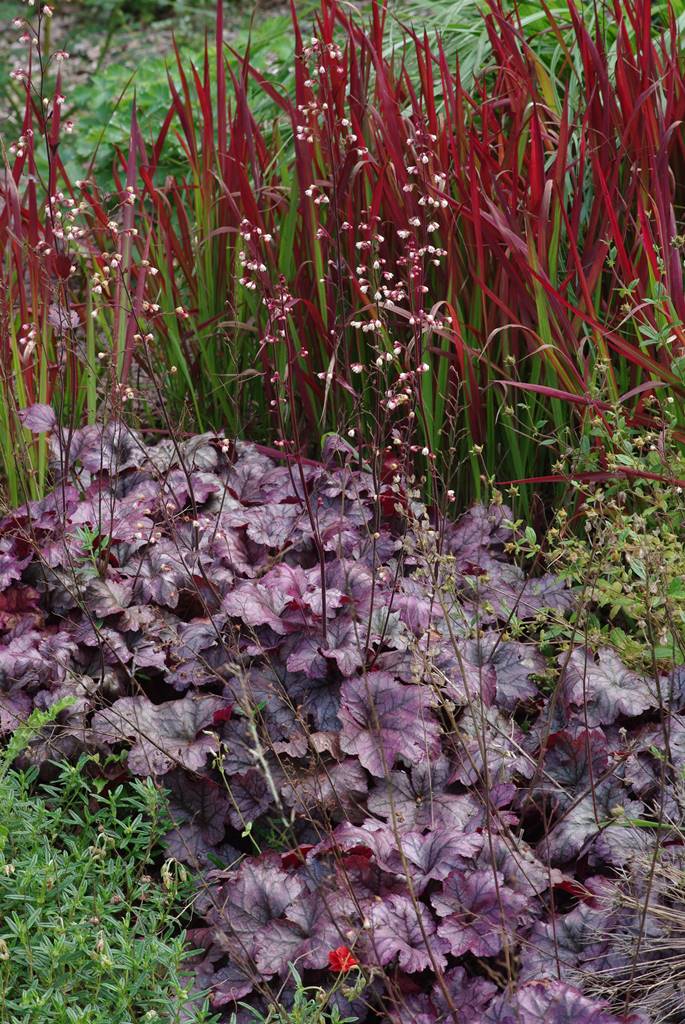 Heuchera et Imperata cylindrica Red Baron