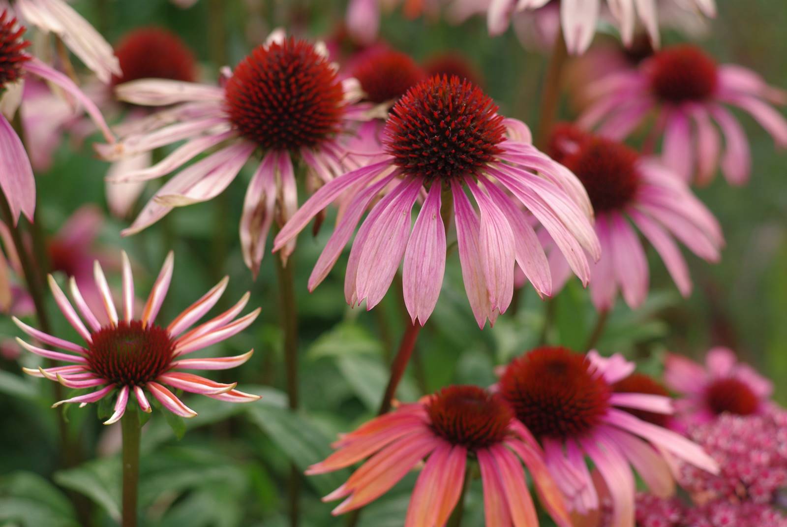 Echinacea