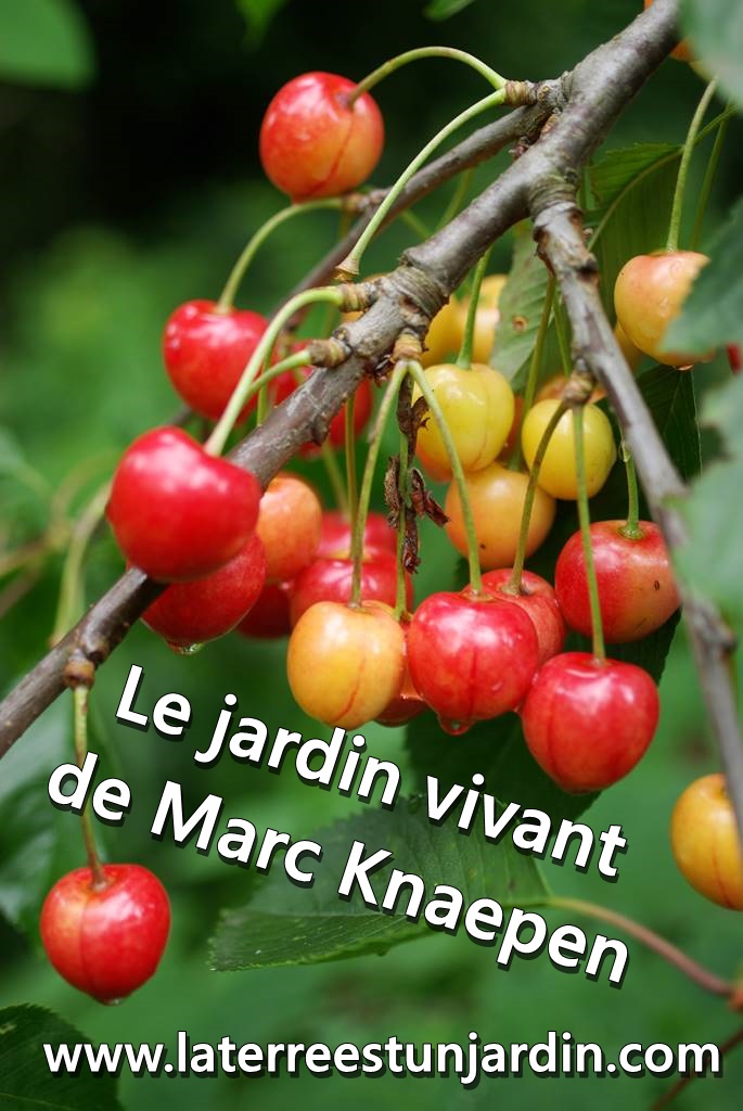 Jardin de Marc Knaepen
