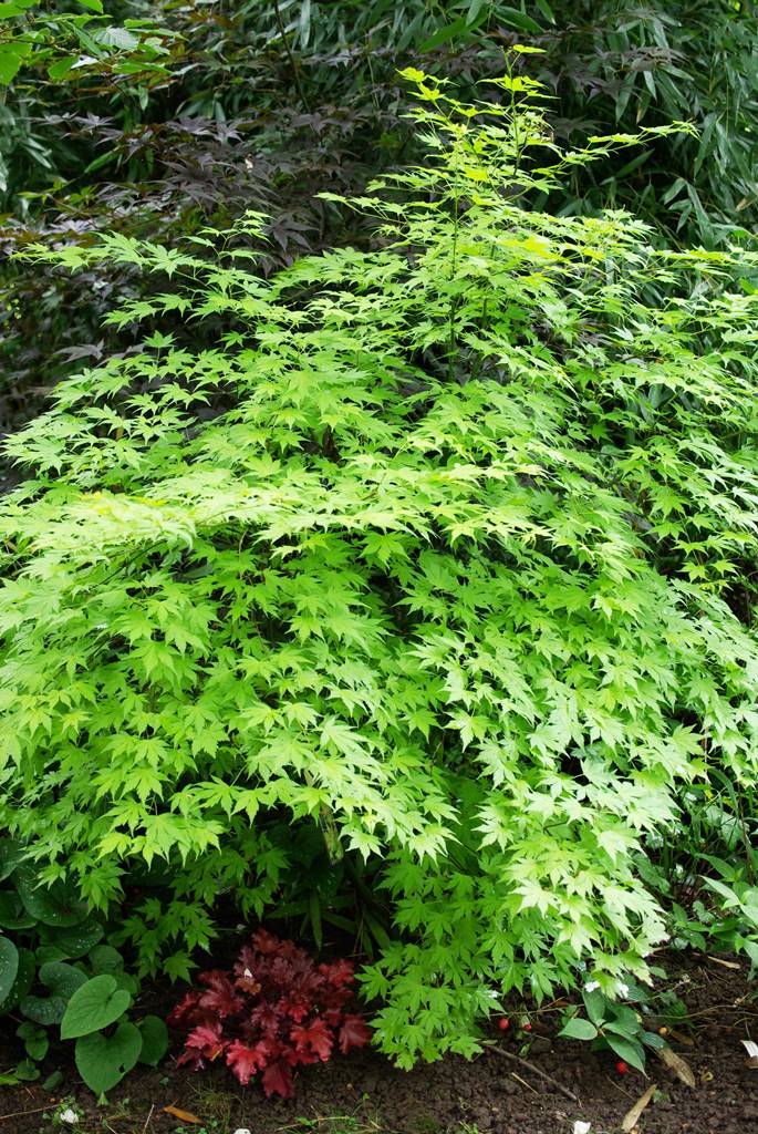 Jardin de Marc Knaepen