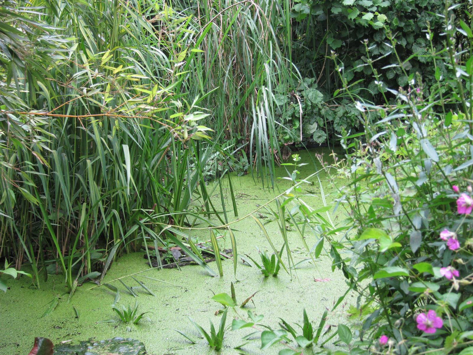 Jardin de Marc Knaepen