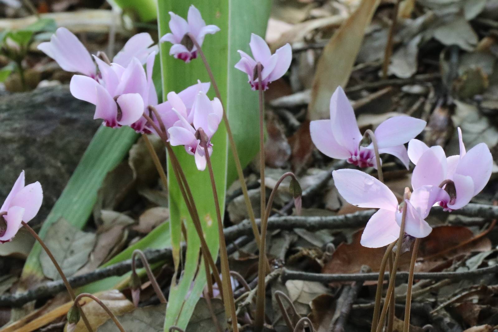 Cyclamen hederifolium