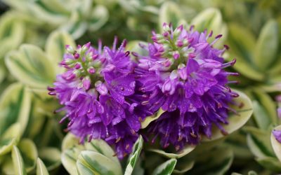 Hebe, les véroniques arbustives