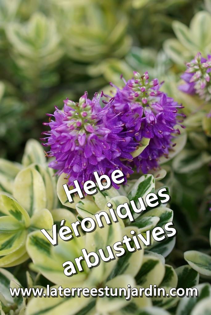 Hebe véronique arbustive