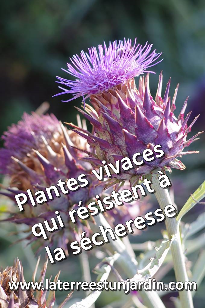 Plantes vivaces sécheresse