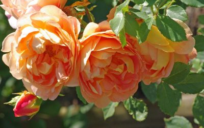 English Roses de David Austin