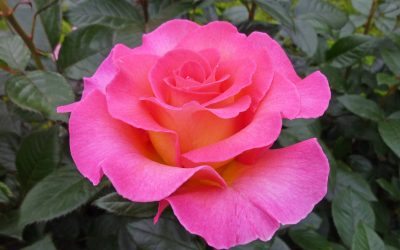 Les grands parfums des roses Delbard