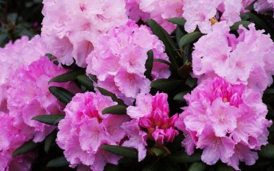 Un rhododendron pour mon jardin