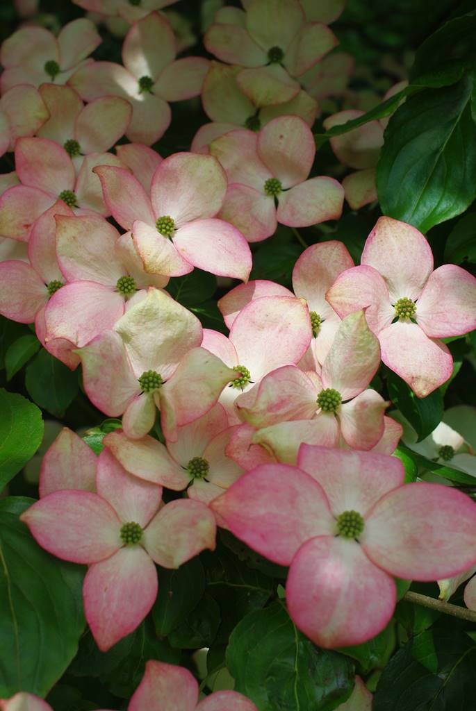 Cornus kousa (5)
