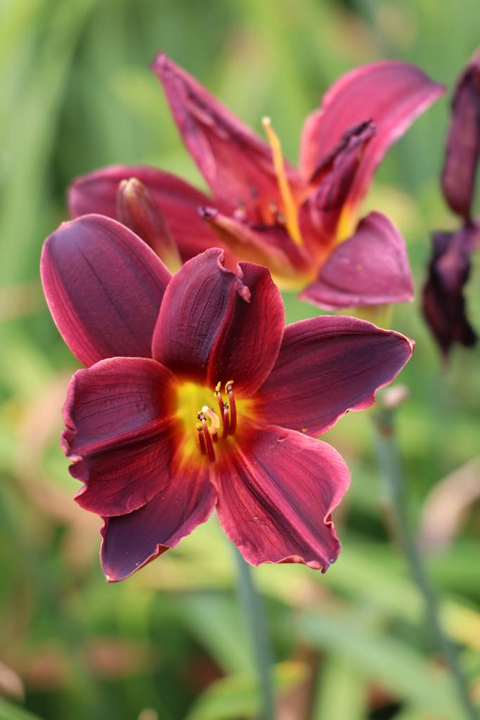 Bowood Wiltshire (10)