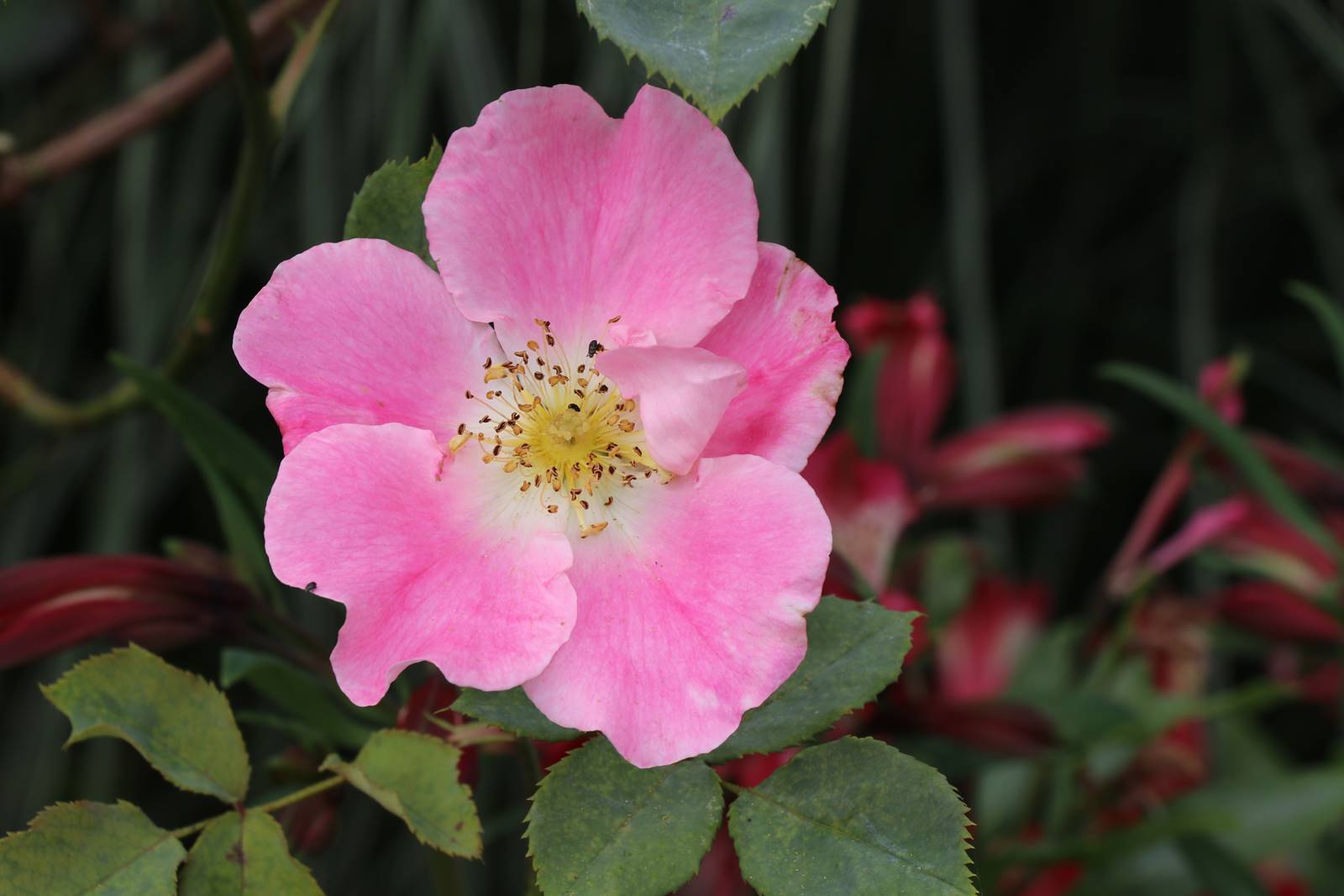 Bowood Wiltshire (12)