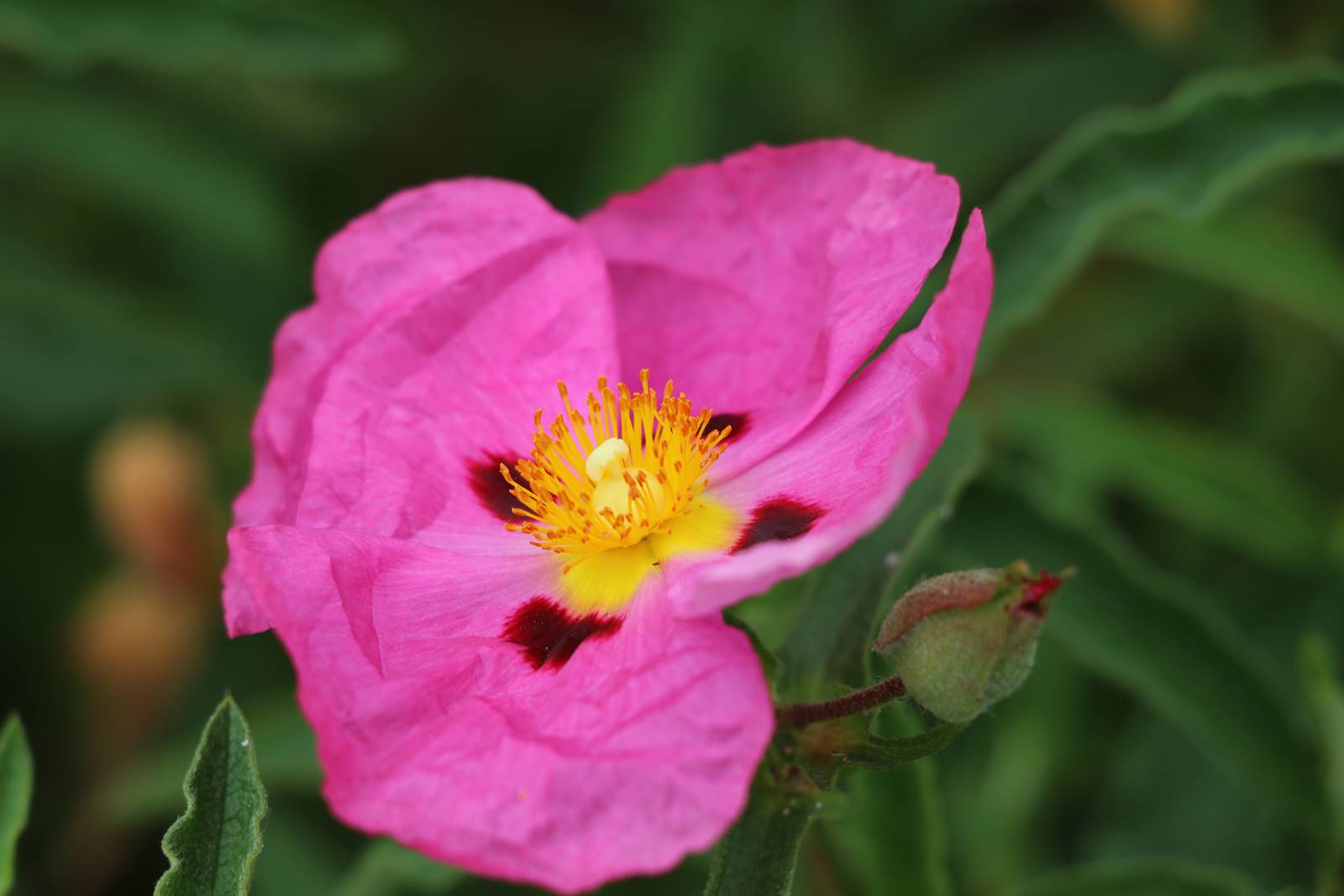 Bowood Wiltshire (13)