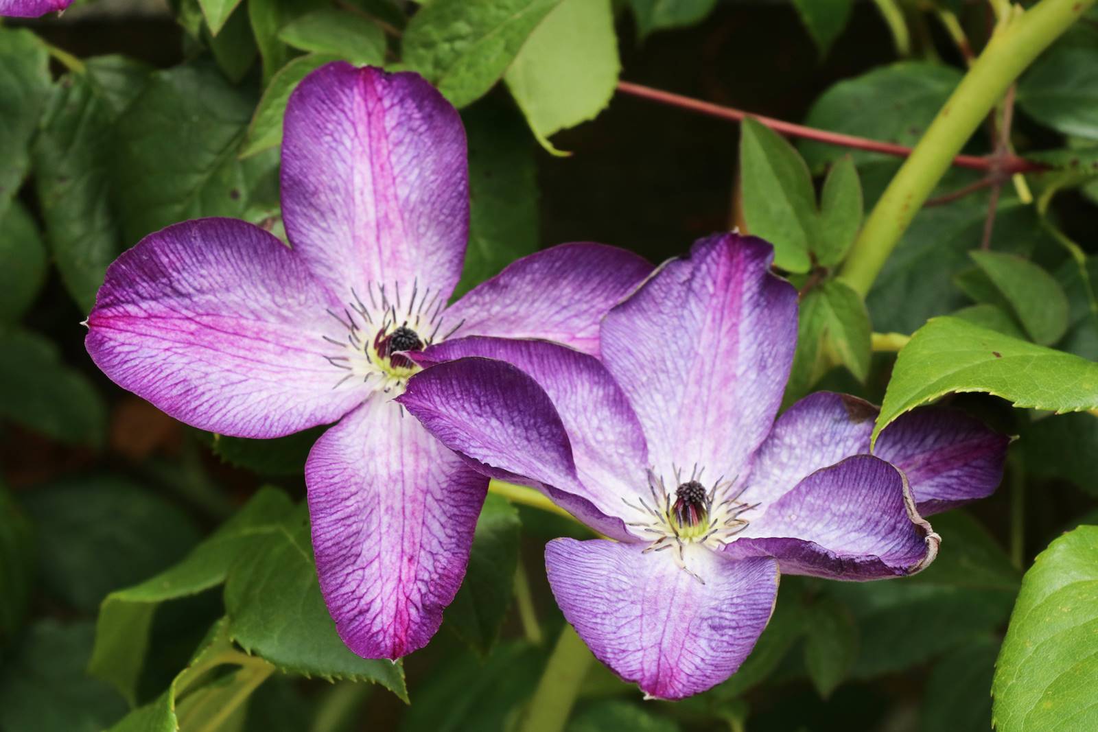 Bowood Wiltshire (16)