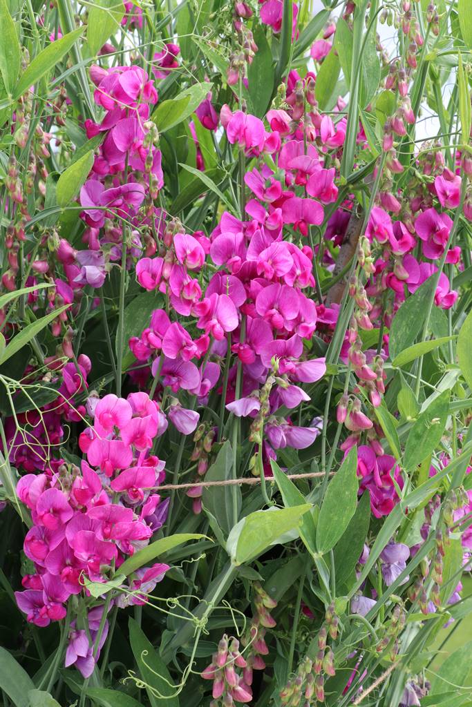 Bowood Wiltshire (28)