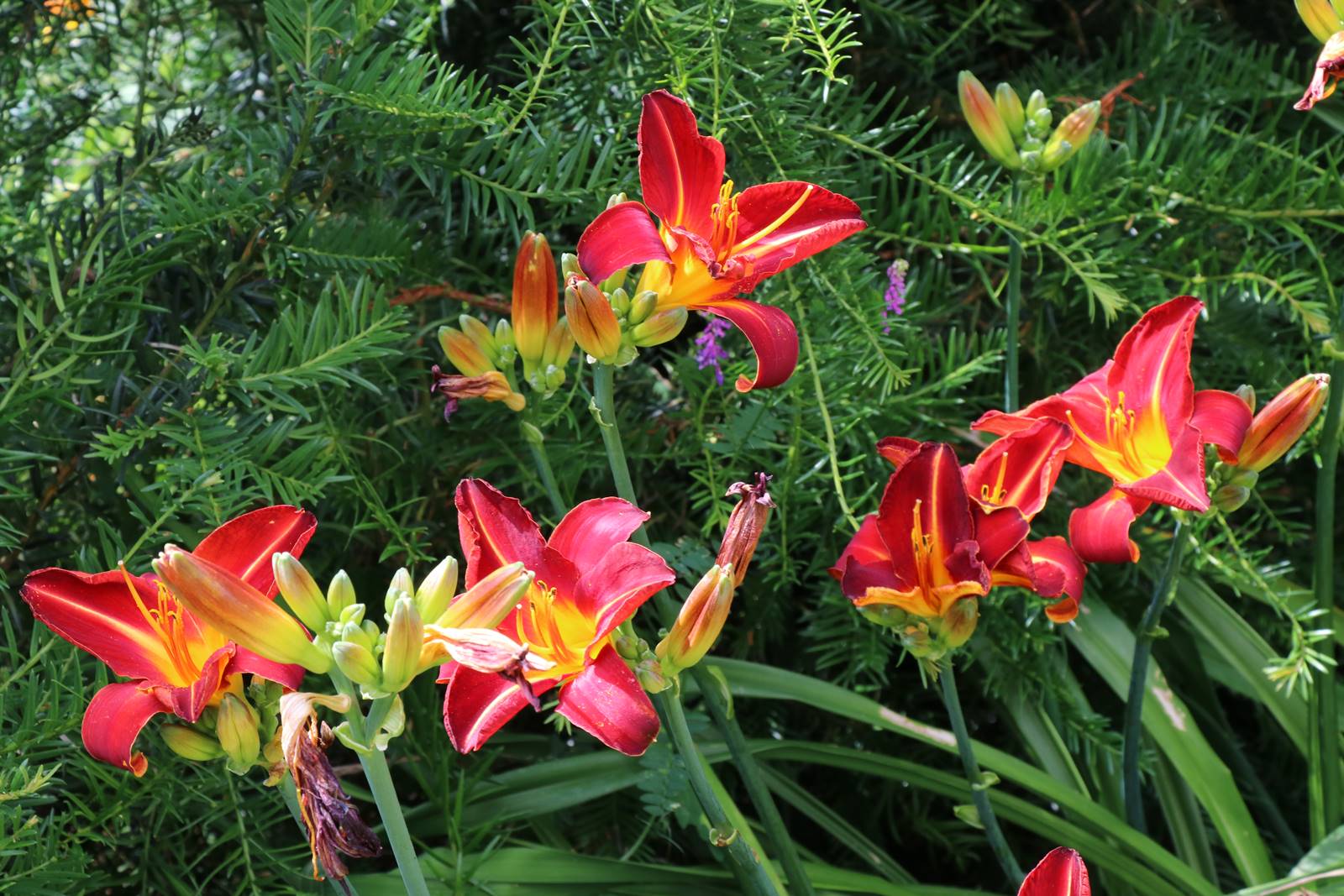 Bowood Wiltshire (37)