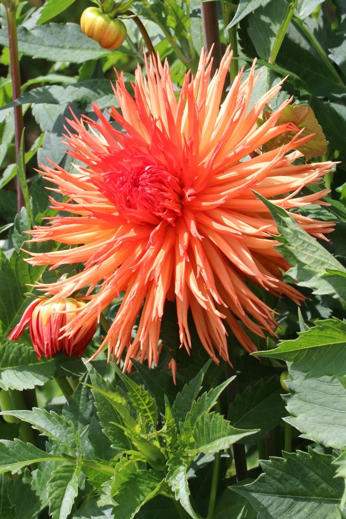 Bowood Wiltshire (38)