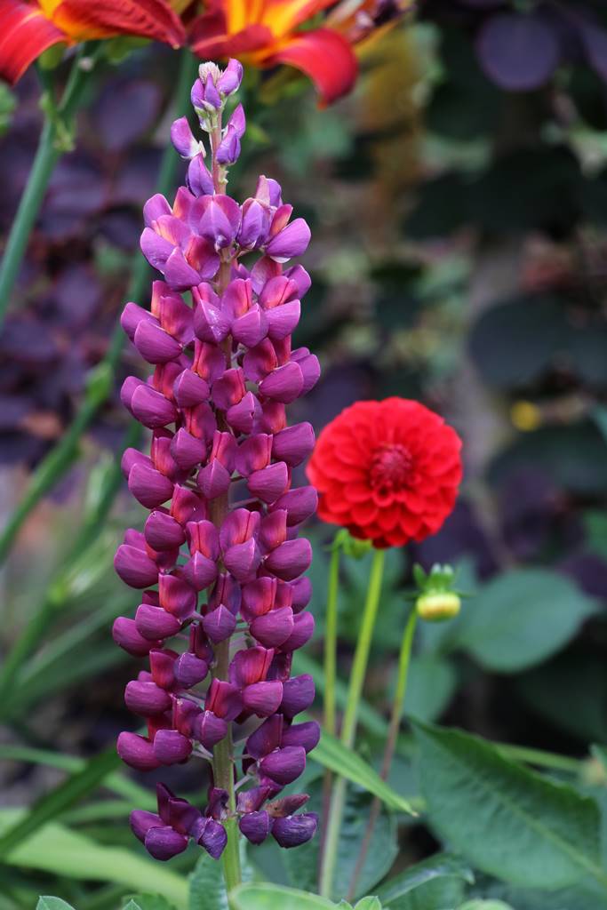 Bowood Wiltshire (39)