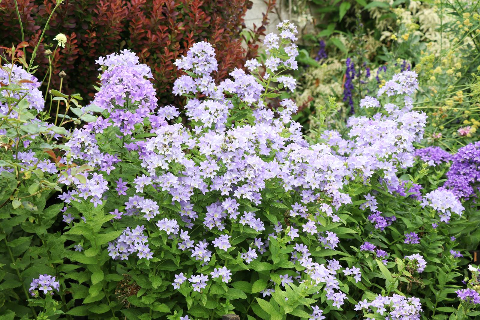 Bowood Wiltshire (4)