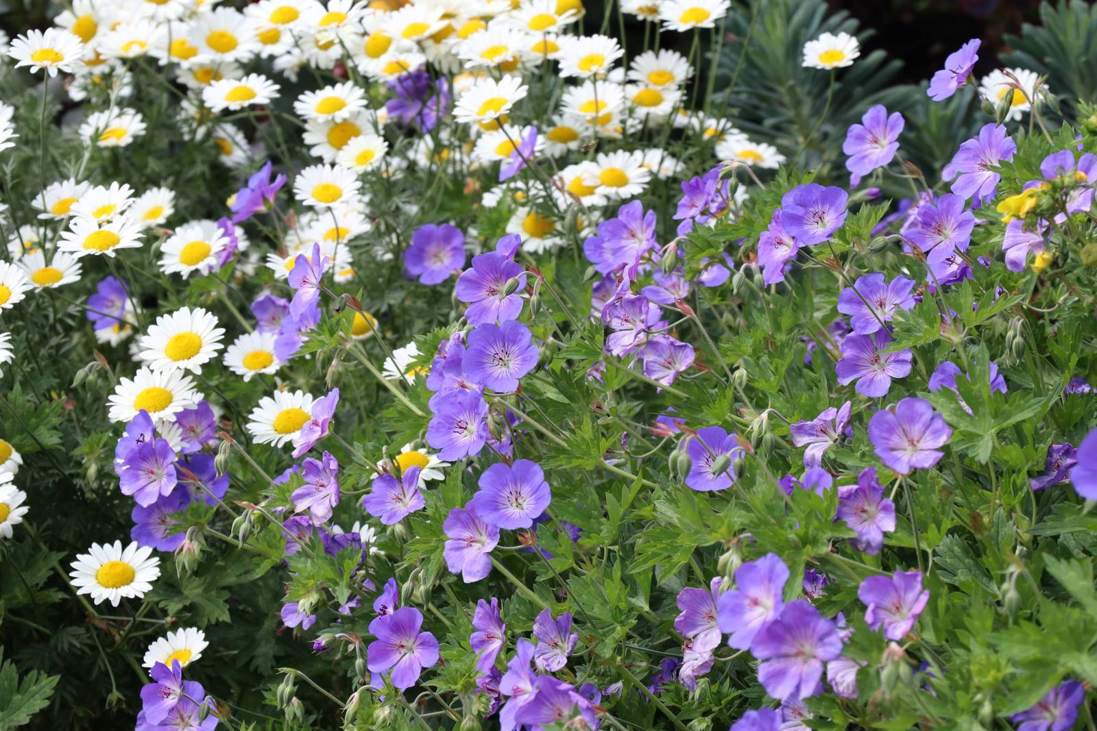 Bowood Wiltshire (41)