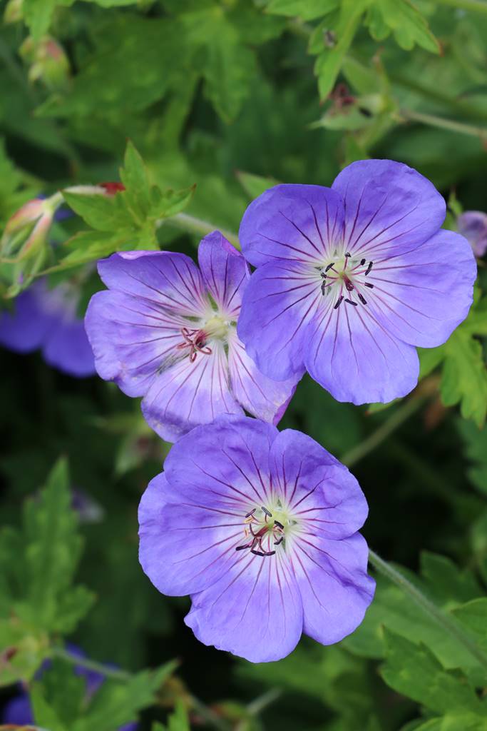 Bowood Wiltshire (42)