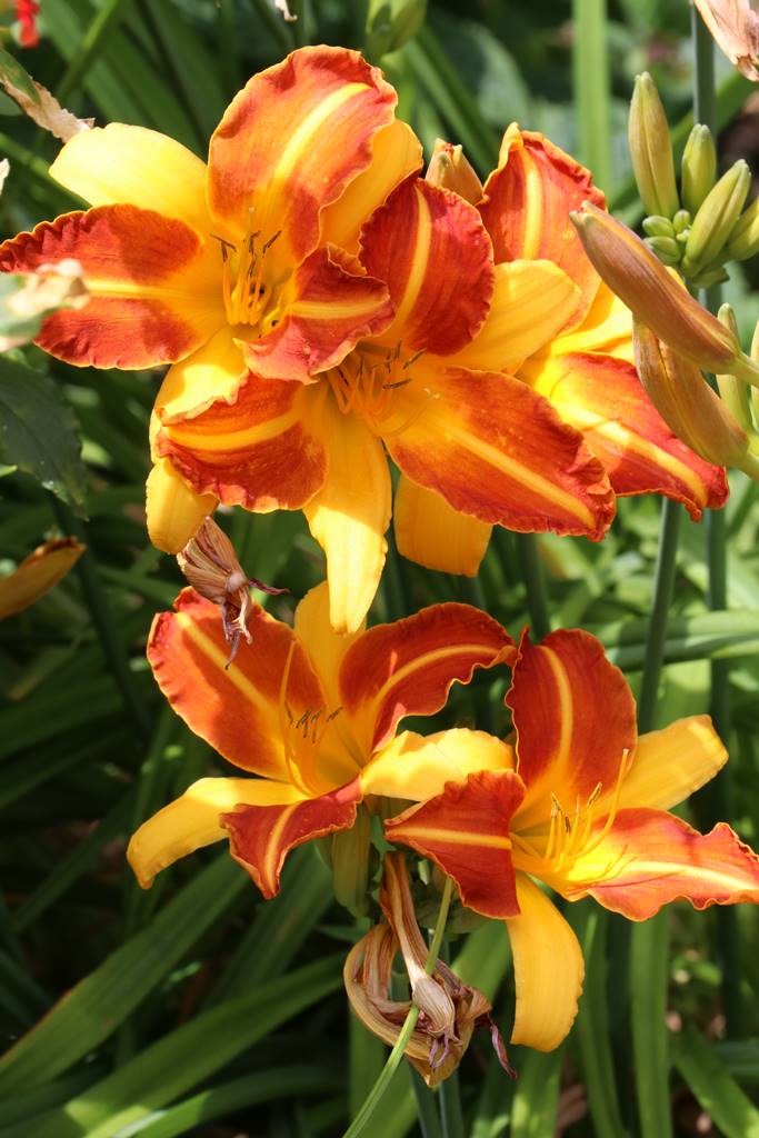 Bowood Wiltshire (43)