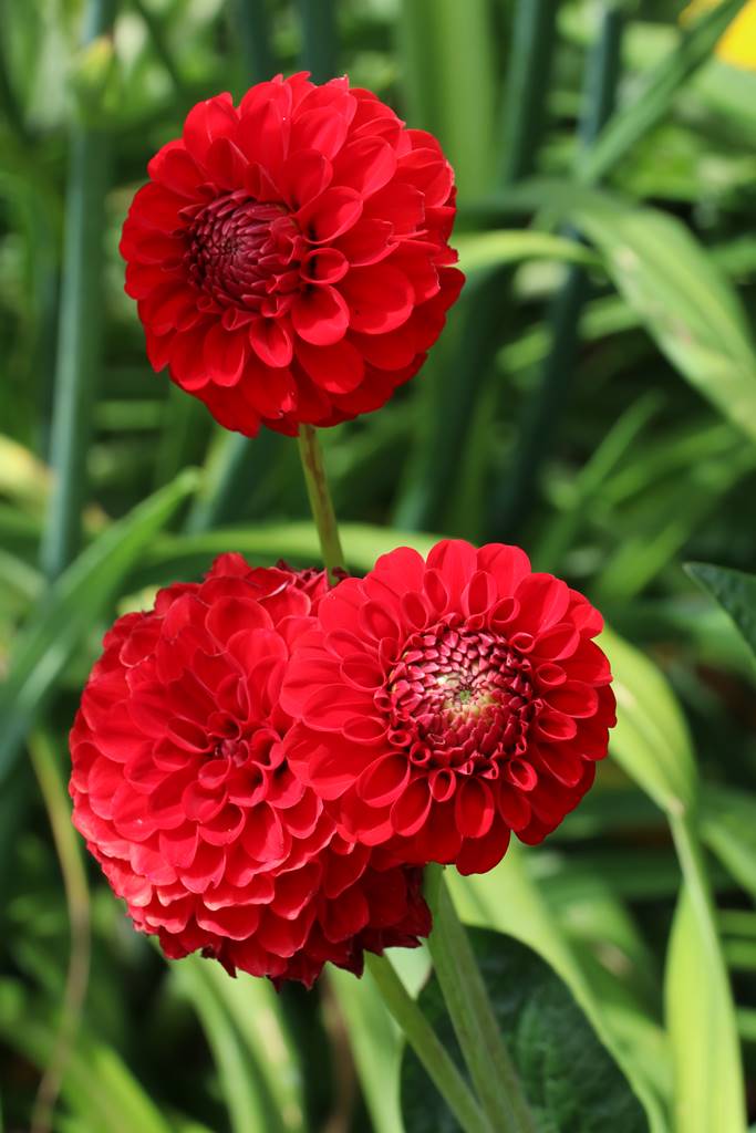 Bowood Wiltshire (44)