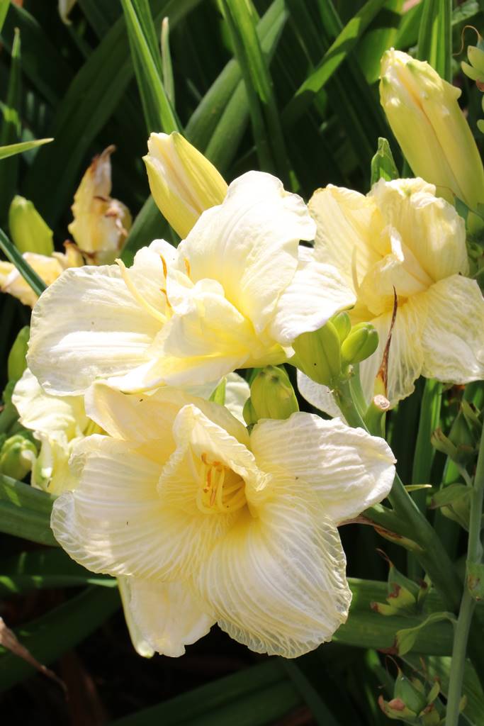 Bowood Wiltshire (49)